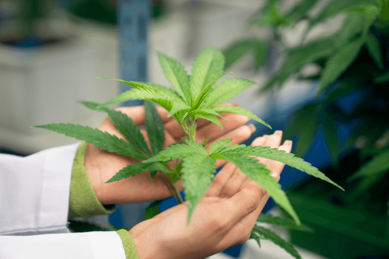 Cannabis Based Products for Medicinal use (CBPM)